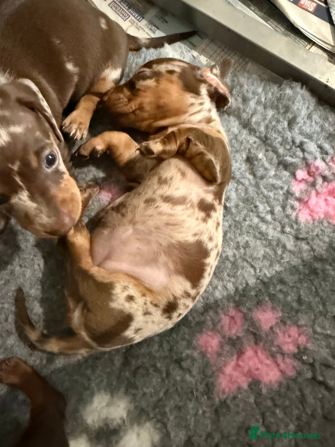 Miniature Dachshund dogs for sale: KC PRA chocolate dapple miniature dachunds  - Image 3