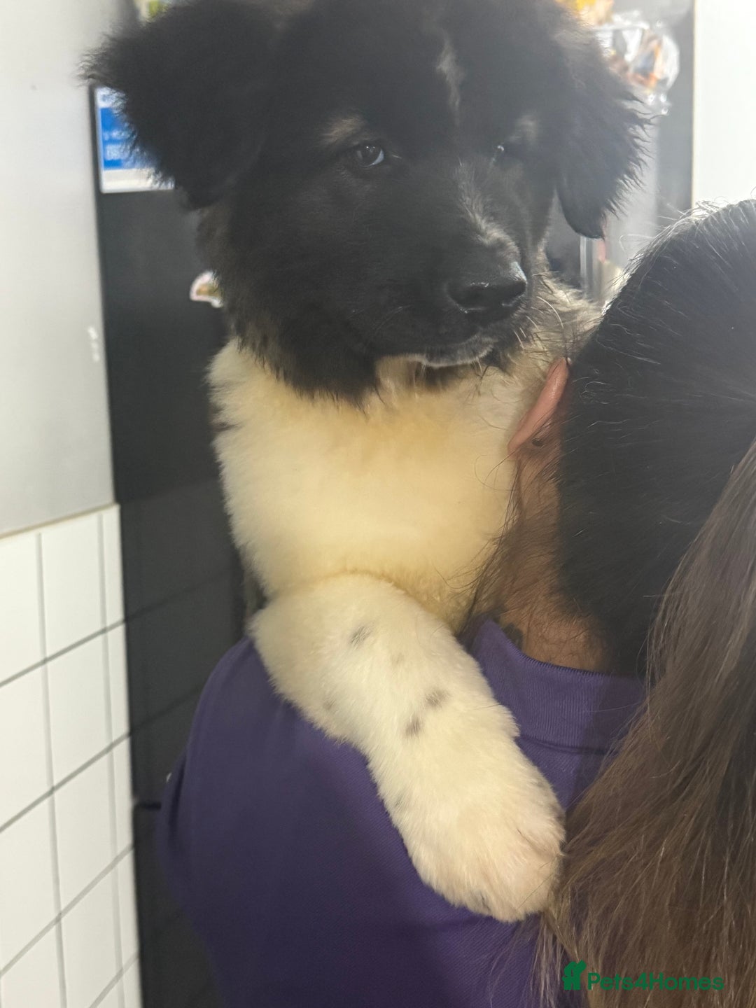 Akita dogs for sale: Akita Female  puppy - Advert 8