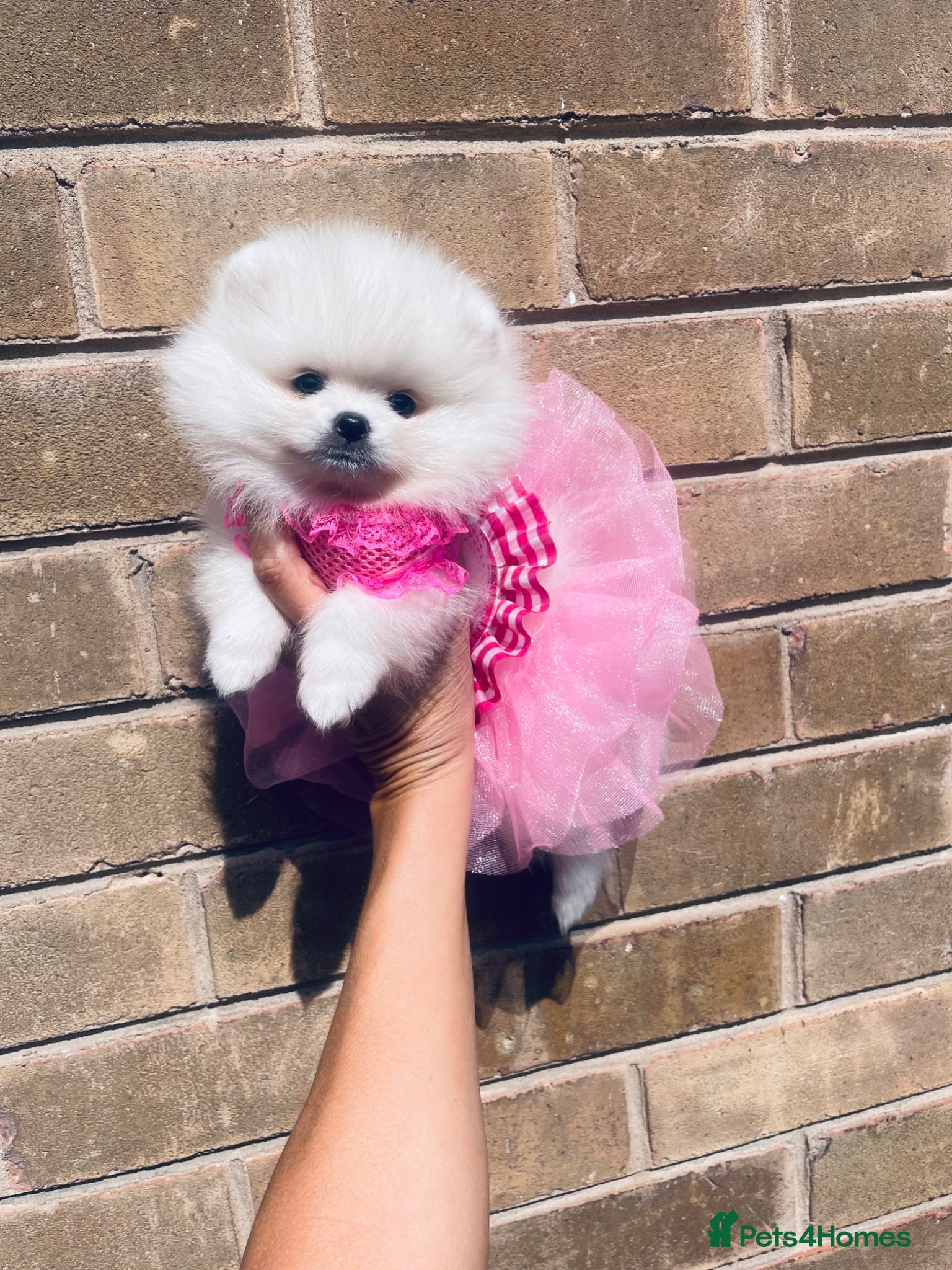 Pomeranian dogs Gorgeous White Kc babies 🌟🌟🌟🌟🌟 - Advert 3