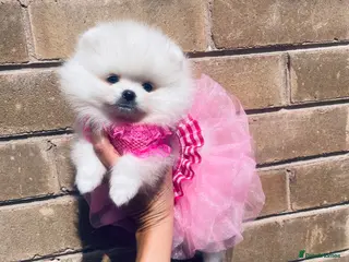 Pomeranian dogs Gorgeous White Kc babies 🌟🌟🌟🌟🌟 - Advert 3