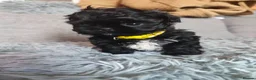Shih Tzu dogs for sale: Redy Now !!!! Half imperial shih Tzu boy - Advert 10