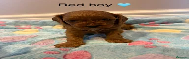 Cavapoo 5