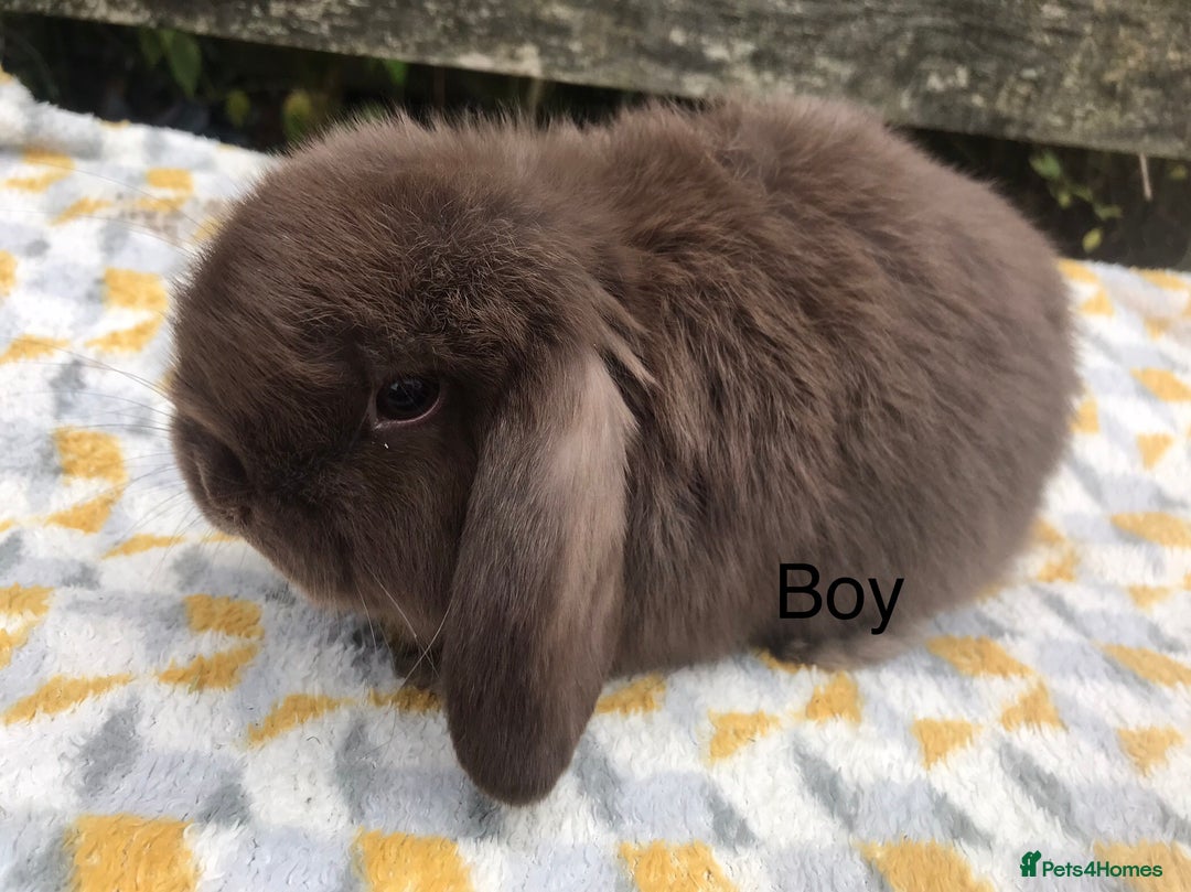 Mini Lop rabbits for sale: Beautiful mini lops  - Advert 9