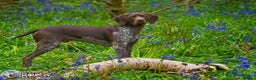 German Shorthaired Pointer dogs for stud: Jasper AKA Swallow of the north in Chesterfield - Advert 12