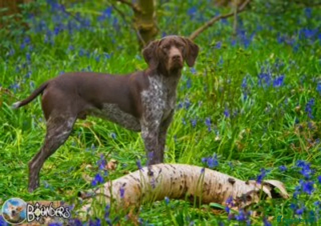 German Shorthaired Pointer dogs for stud: Jasper AKA Swallow of the north - Advert 12