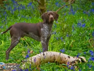 German Shorthaired Pointer dogs Jasper AKA: Swallow Of The North - Advert 8