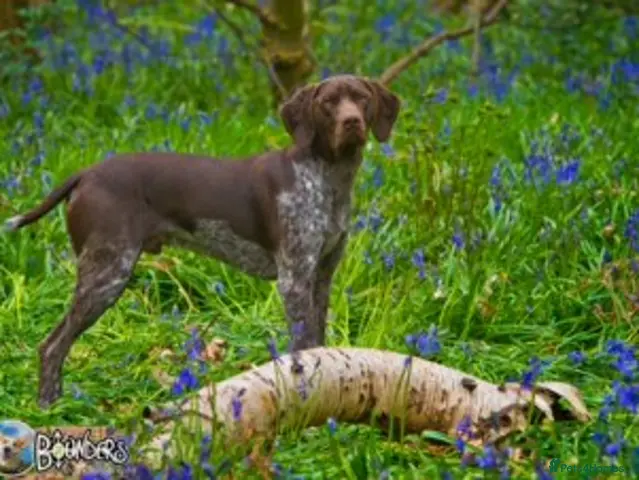 German Shorthaired Pointer dogs for stud: Jasper AKA: Swallow Of The North - Advert 7