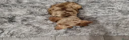 Dachshund dogs for sale: 4 Beautiful miniature dachshund puppies  - Advert 9