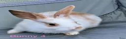 Mini Lop rabbits for sale: Mini lop bunnies - Advert 11