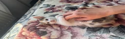 American Shorthair cats for sale: Beautiful kitties looking for forever home  in Northolt - Advert 25
