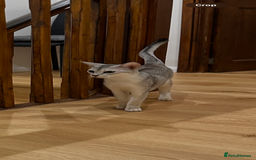 Abyssinian cats for sale: Pedigree Silver Abyssinian kittens left 1 female - Image 1