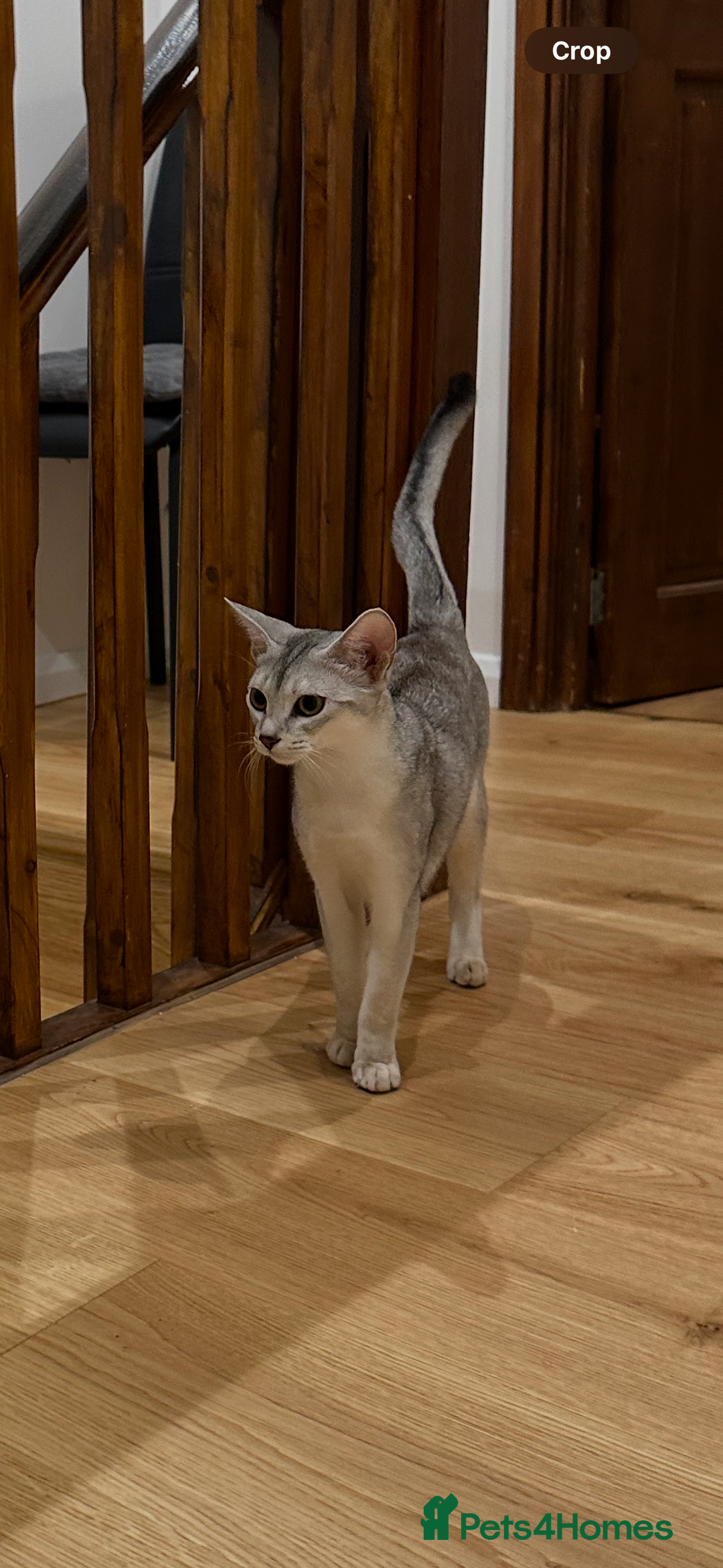 Abyssinian cats for sale: Pedigree Silver Abyssinian kittens left 1 female - Image 1