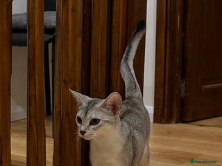 Abyssinian cats - Advert 9