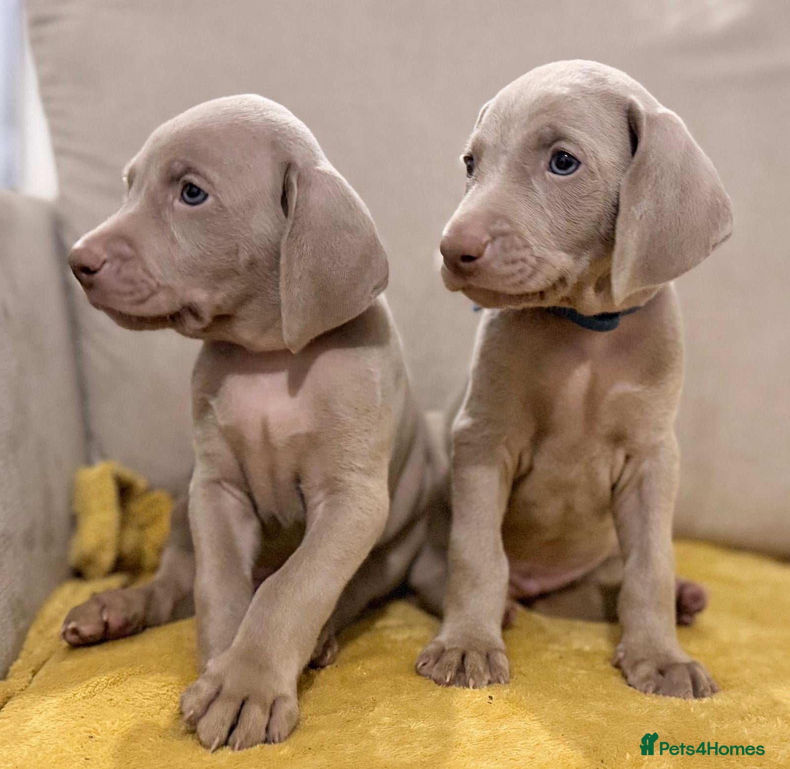 Weimaraner dogs Gorgeous chunky silver Weimaraner puppies  - Advert 1