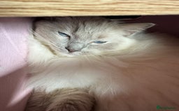 Ragdoll cats for sale: Gorgeous lilac Ragdoll male  - Image 4
