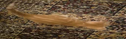 British Shorthair cats for sale: Beautiful kittens - Advert 20