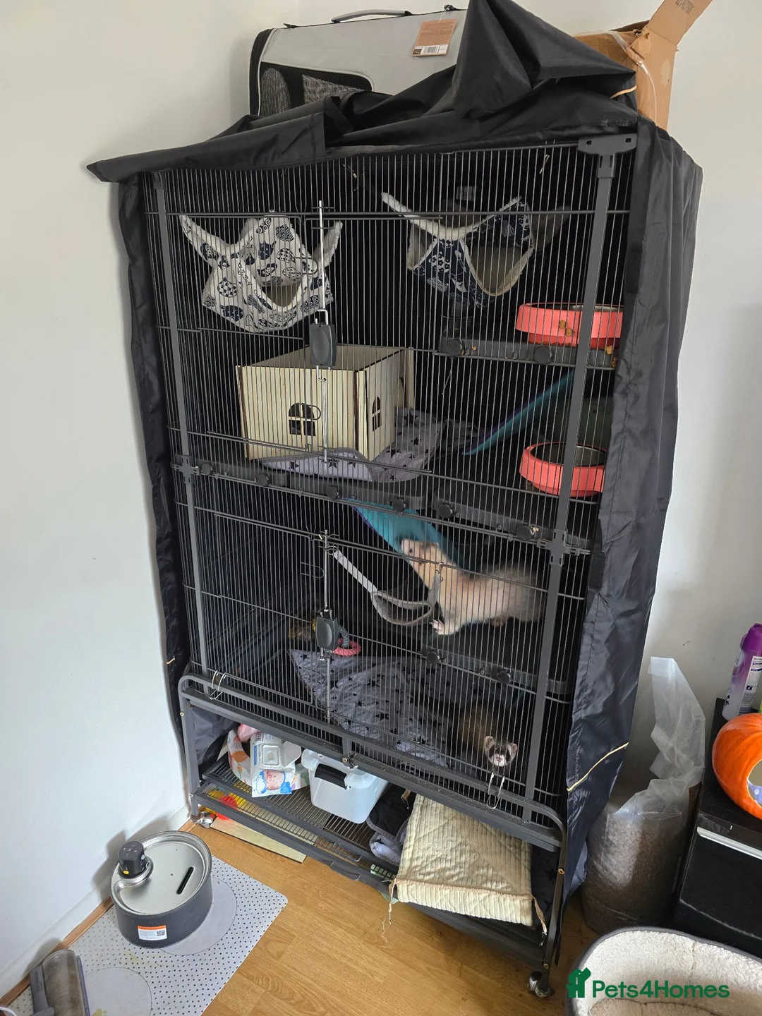Ferret rodents for sale: 2 ferrets in Halstead - Advert 1