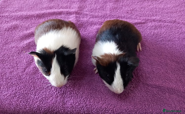 Guinea Pig rodents - Advert 3