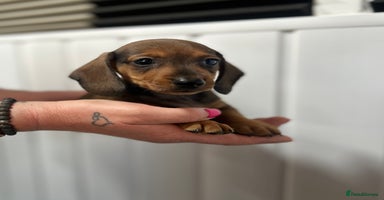 Miniature Dachshund dogs - Advert 11