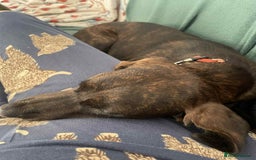 Mixed Breed dogs for adoption: Neffy has flown from Cyprus seeking a loving home  - Image 6