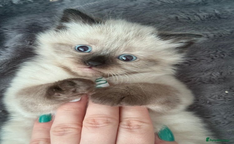 Ragdoll cats - Advert 11