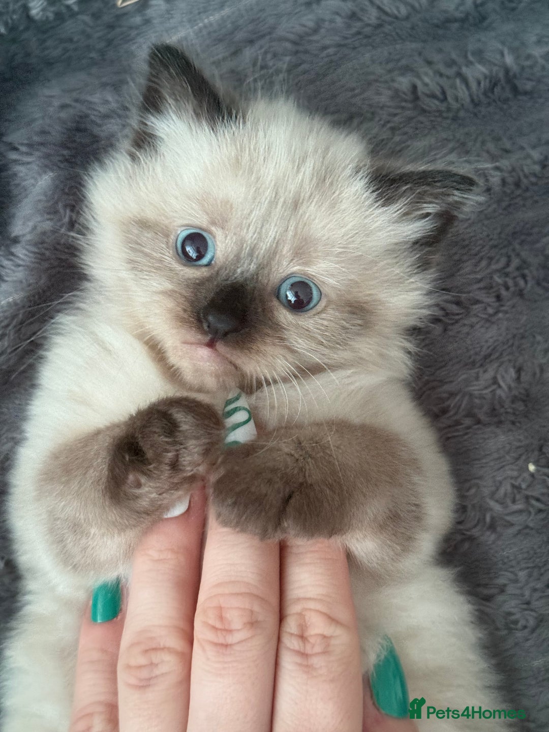 Ragdoll cats for sale: Boy Ragdoll !!reserved!! - Image 1