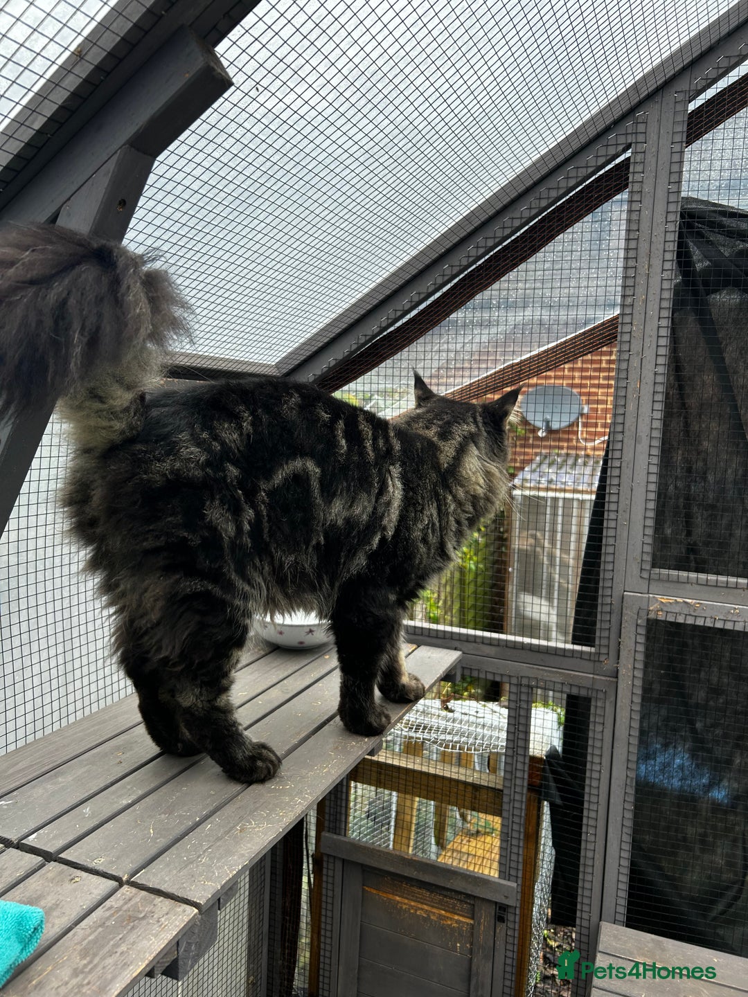 Maine Coon cats for stud: Tica Male Mainecoon stud  in Robertsbridge - Advert 2