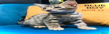 Savannah 3 - blue collar boy -now reserved 