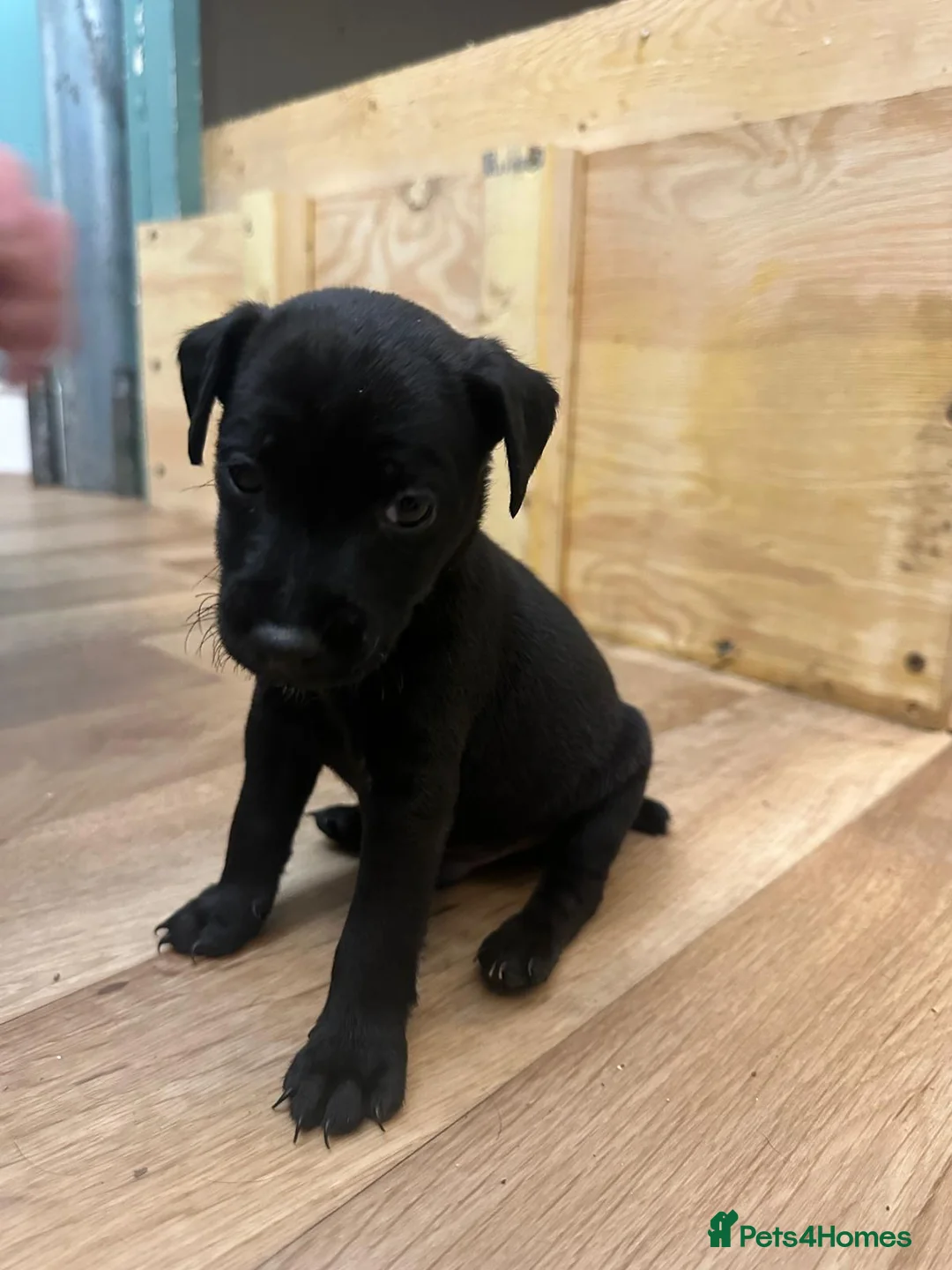 Patterdale Terrier dogs for sale: Docked Patterdale Black Puppies  - Advert 15