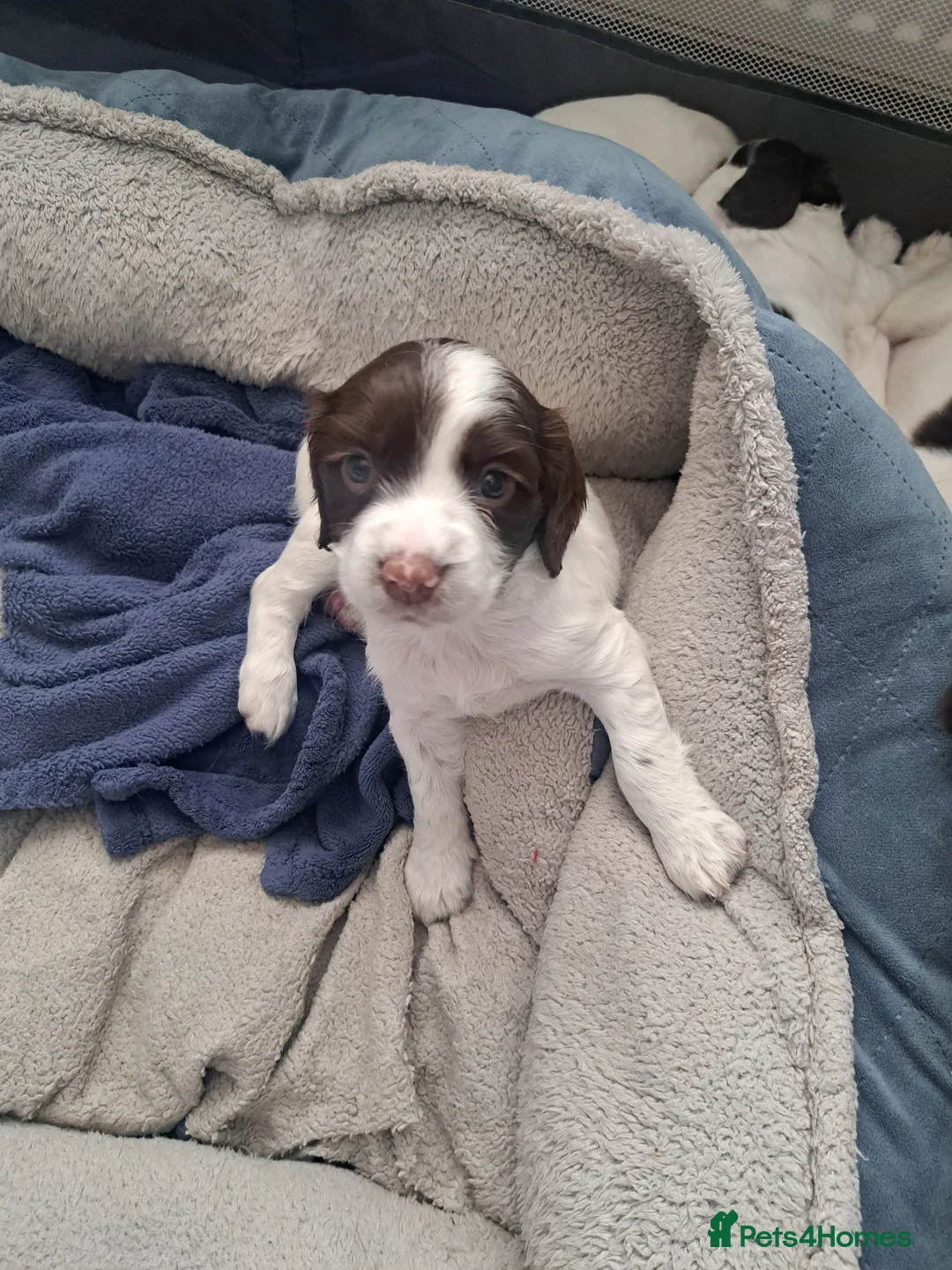 English Springer Spaniel dogs for sale: Springer Spaniel Puppies - Advert 2