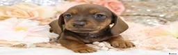 Dachshund dogs for sale: KC Miniature Dachshund Puppies - Advert 13