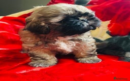 Shih Tzu dogs for sale: Shihtzu  - Image 14