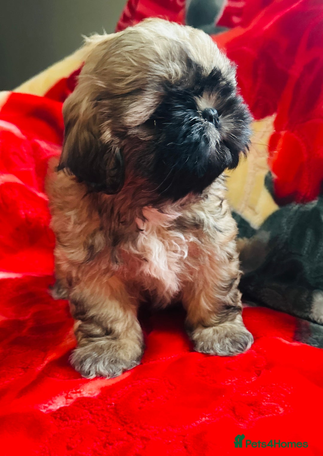 Shih Tzu dogs for sale: Shihtzu  - Image 14