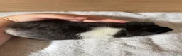 Guinea Pig rodents for sale: 4 male baby teddy guineapigs AVAILABLE  - Advert 10