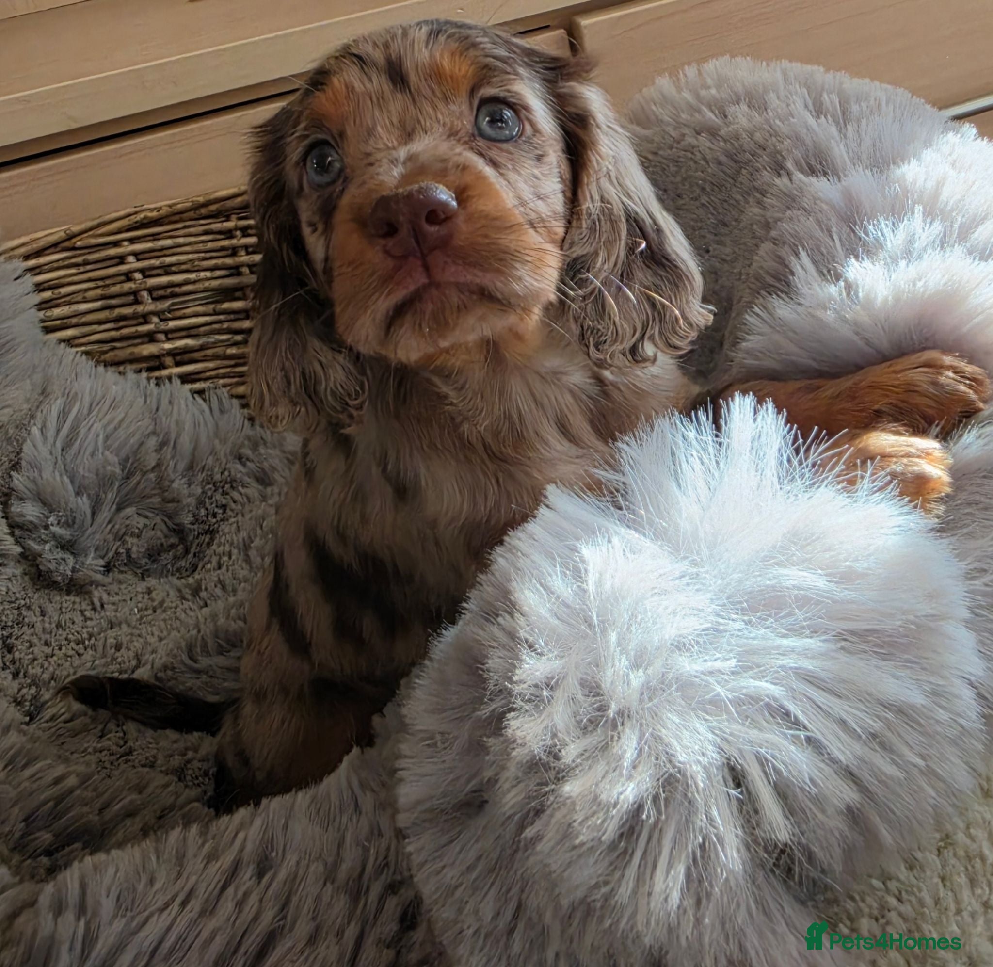 Cocker Spaniel dogs Working Type Cocker Spaniels - Advert 2