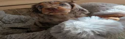 Cocker Spaniel dogs for sale: Working Type Cocker Spaniels - Advert 1
