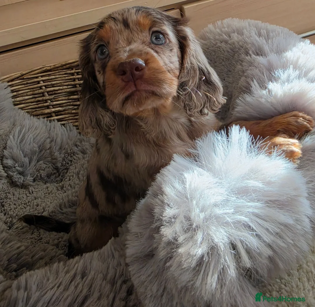 Cocker Spaniel dogs for sale: Working Type Cocker Spaniels - Advert 1