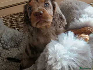 Cocker Spaniel dogs Working Type Cocker Spaniels - Advert 13