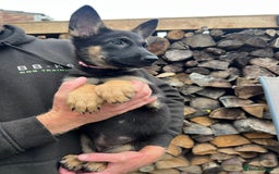 Mixed Breed dogs for sale: Czech shepherd x Belgium malinois - Image 4