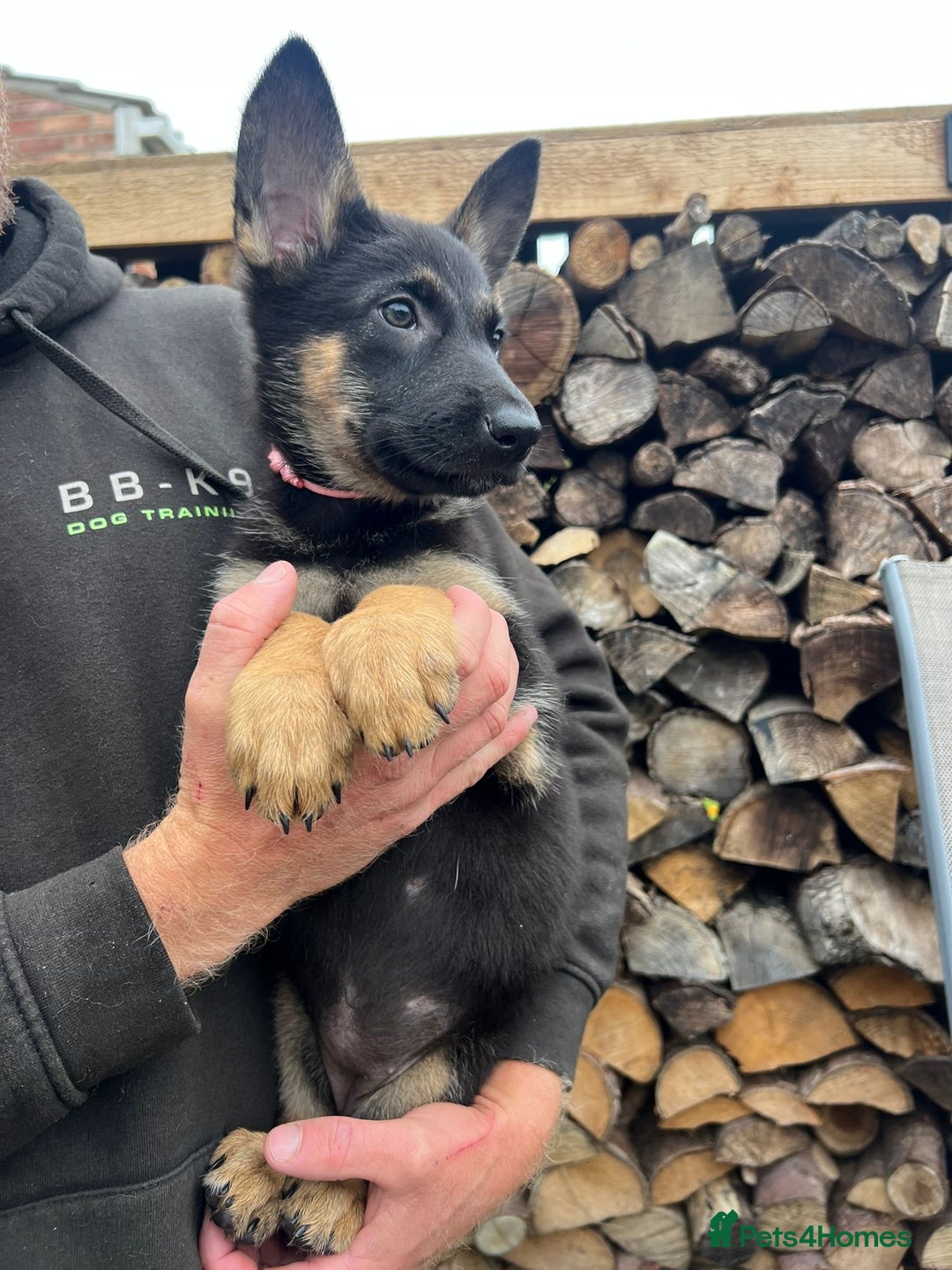 Mixed Breed dogs for sale: Czech shepherd x Belgium malinois - Image 4