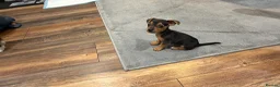 Chihuahua dogs for sale: Beautiful little Chihuahua Puppy 8 weeks old  - Advert 10