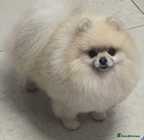 Pomeranian dogs Fabulous boys available to discerning pet homes - Advert 3