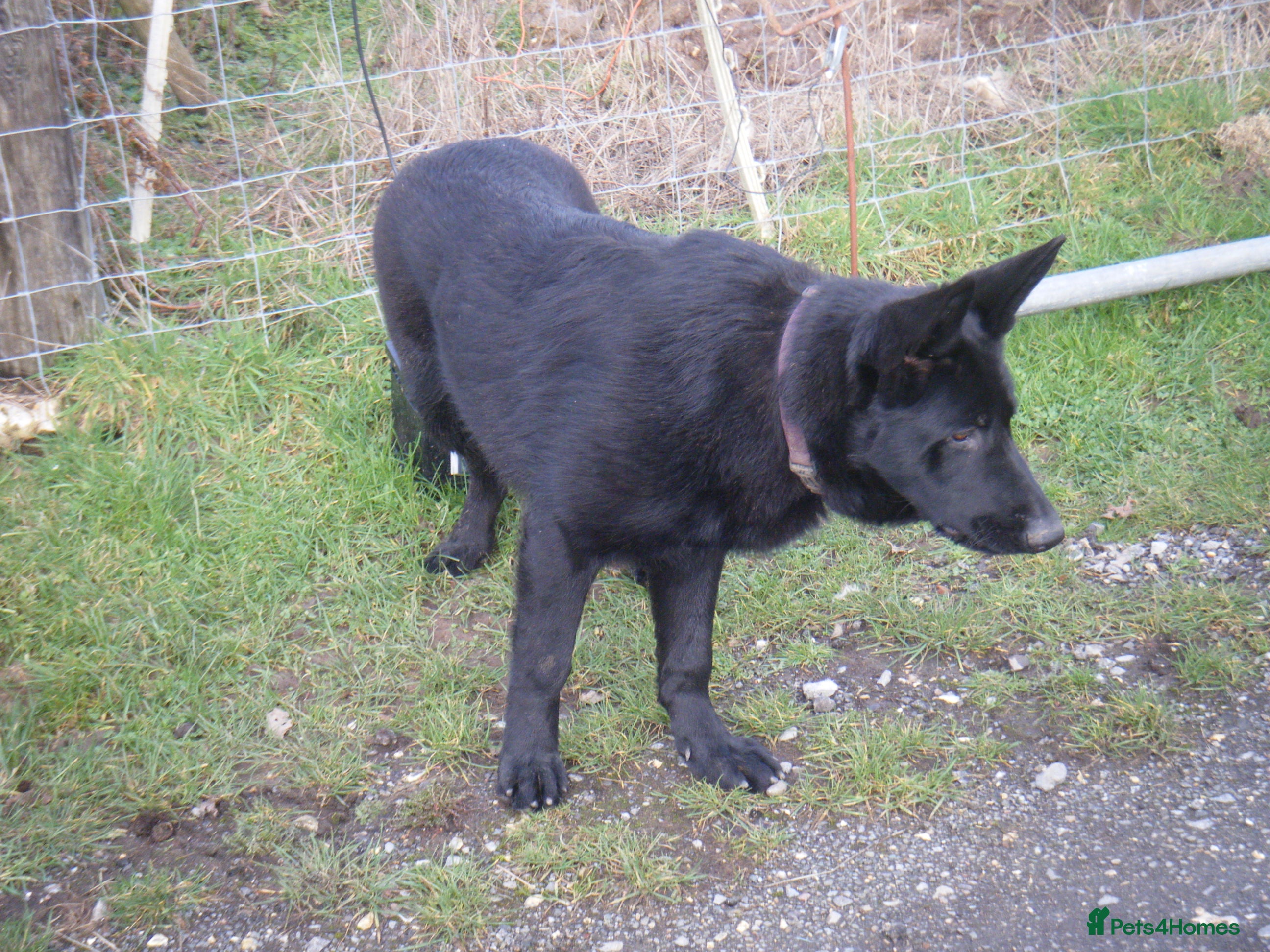German Shepherd dogs Young Female German Shepherd (GSD)  - Advert 6