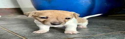 Jack Russell dogs for sale: Male Jack Russell Puppies – Ready 15th October in Caerphilly - Advert 8