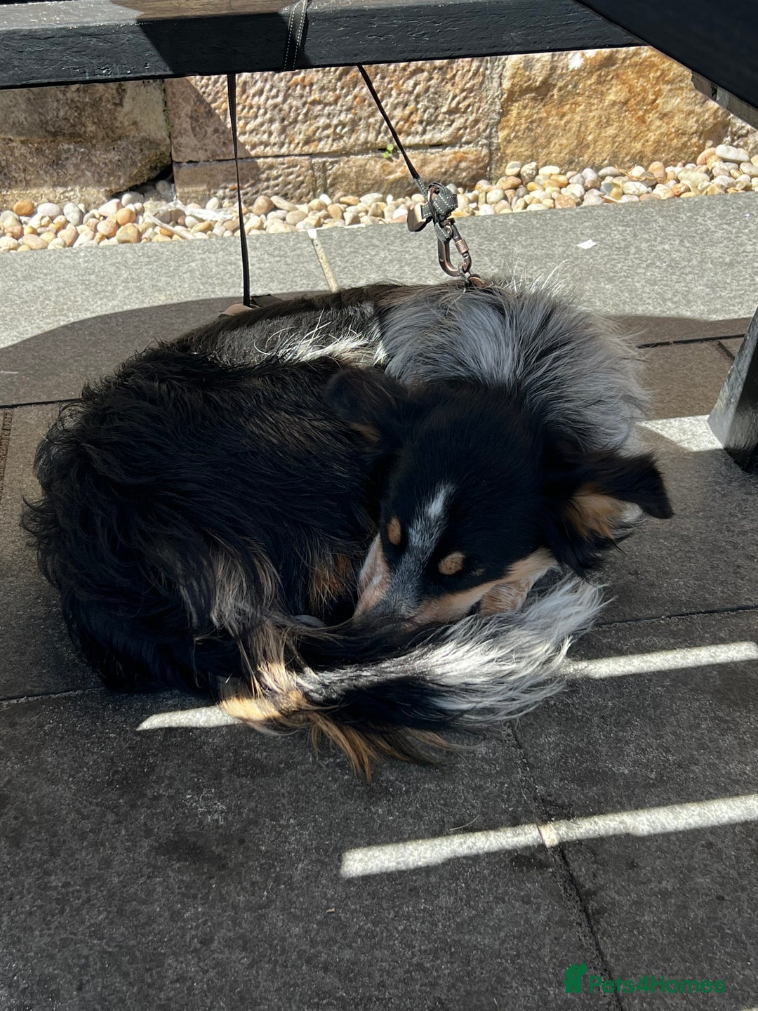 Mixed Breed dogs for sale: Jynx 1Yr4mnth Border Collie looking for right home - Advert 5