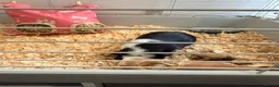 Guinea Pig rodents for sale: 2 x female guinea pigs and cage  in Caerphilly - Advert 2