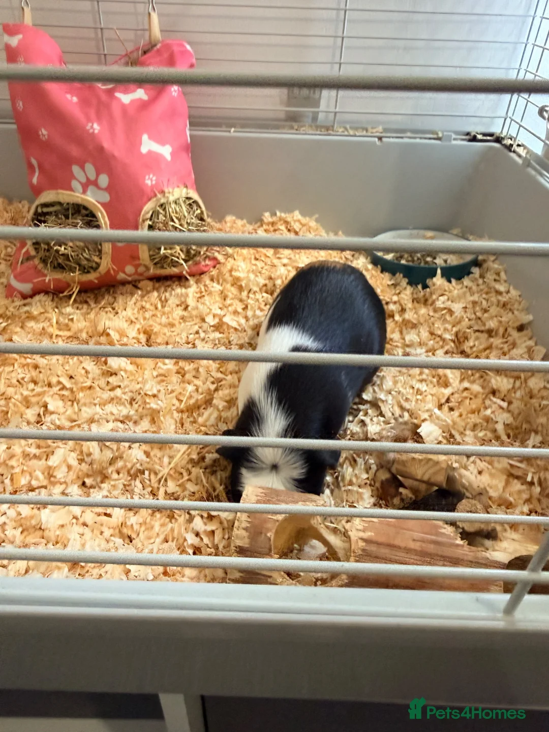 Guinea Pig rodents for sale: 2 x female guinea pigs and cage  in Caerphilly - Advert 2