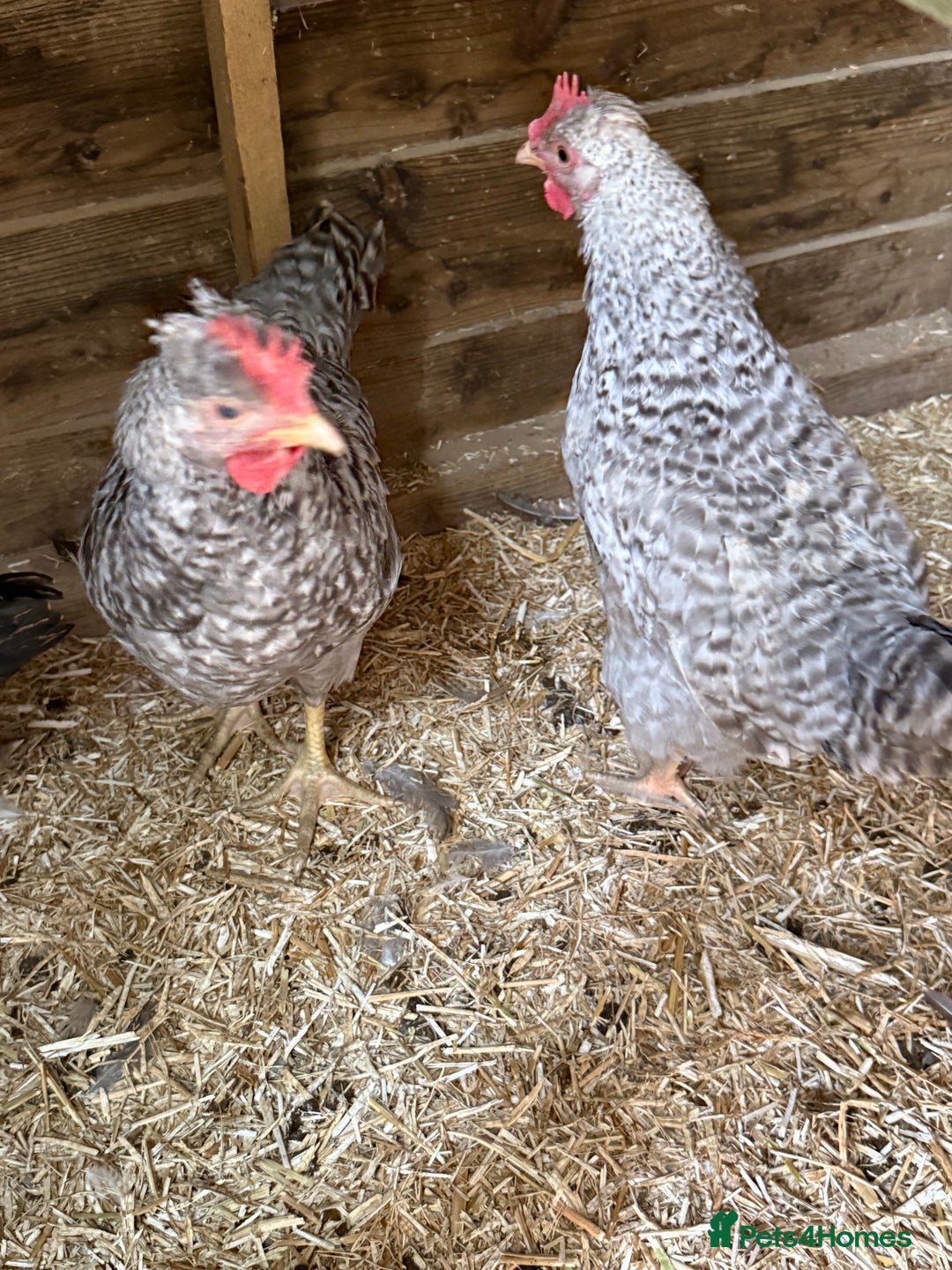 Chickens poultry for sale: Cream leg bar 2 hens and 1 cockerel in Tavistock - Image 4