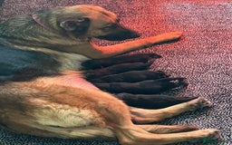 German Shepherd dogs for sale: German shepherd puppies kc registered - Image 4