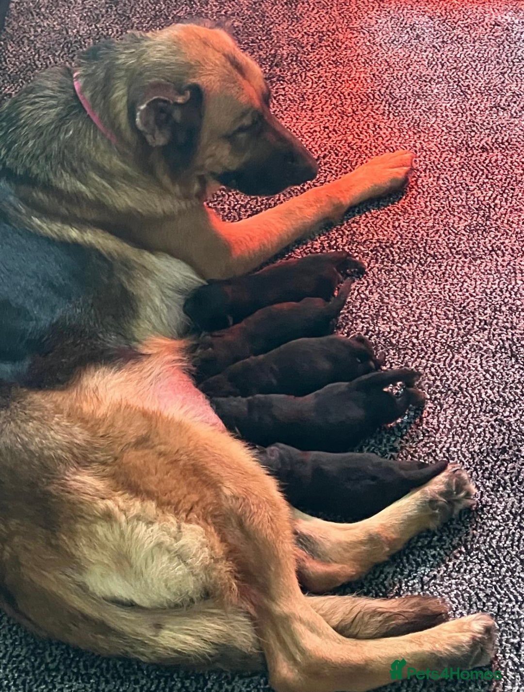 German Shepherd dogs for sale: German shepherd puppies kc registered - Image 4